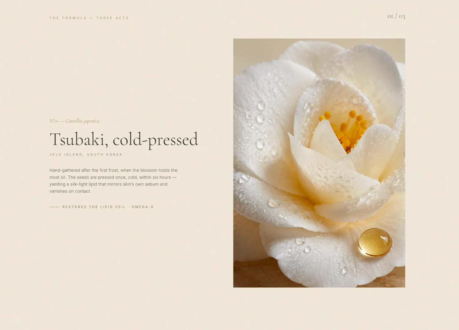 Skincare Brand template — screen 2
